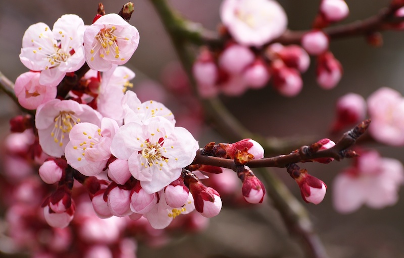sakura-flowers-cherry-blossom-branch-buds-petals-pink-white-spring-nature
